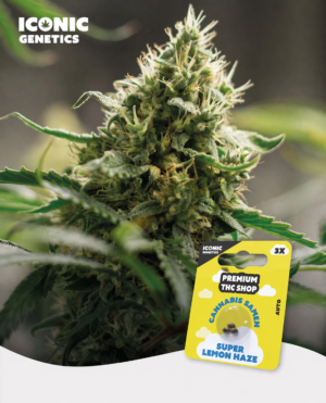 9f05ce1c-7a25-4256-bfc5-86bc14e4892f Super Lemon Haze Automatic