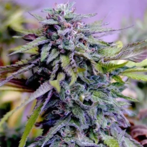Granddaddy-Purple-600x600 Grand daddy purple