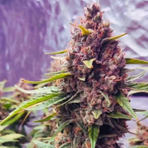 Purple-Haze-600x600 Purple Haze