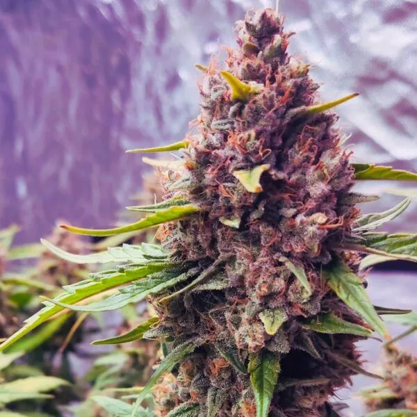 Purple-Haze-600x600 Purple Haze