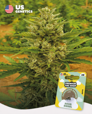 adcb764c-8986-468a-bf7e-b4f62283e0cc Sour Diesel Auto Automatic