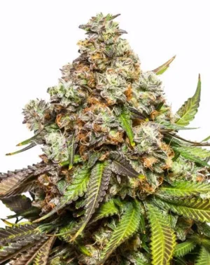 fruity-pebbles Fruit pebbles Cali