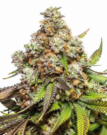Fruit pebbles Cali