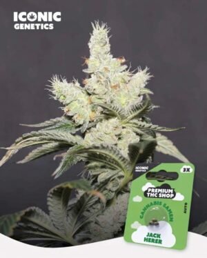 image Jack Herer Automatic