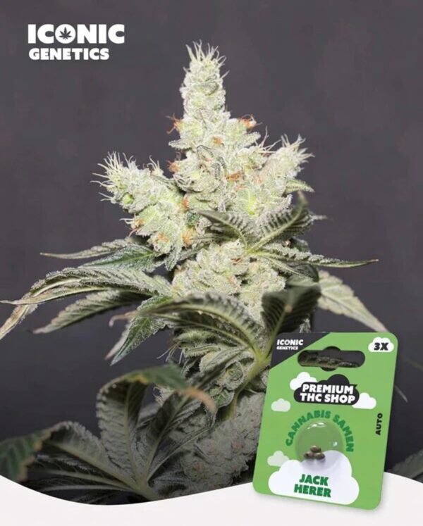 image Jack Herer Automatic