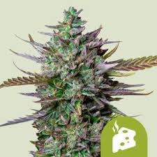 images (80) Autoflower Seeds Günstig