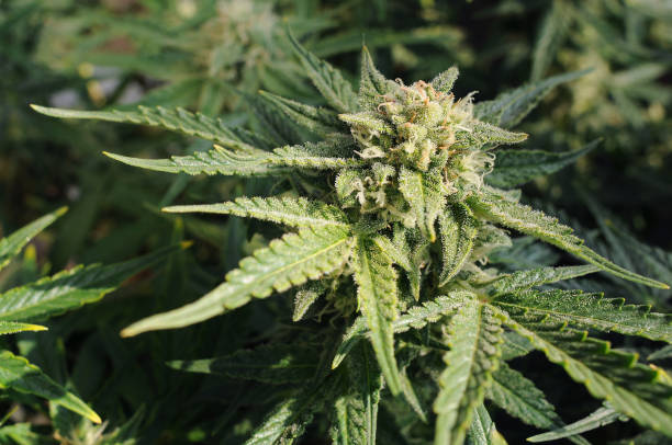 Gorilla Glue Terpenprofil für intensives Aroma im THC Vape Pen